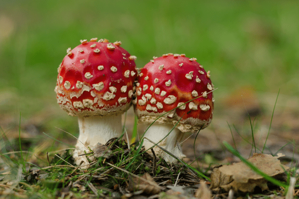 twin mushrooms