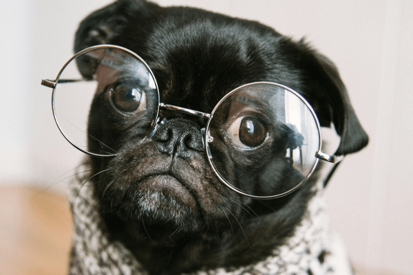cute dog in glasses